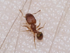 Pheidole bilimeki