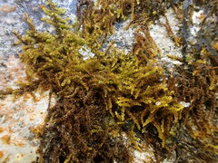 Microhypnum sauteri