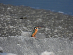 Alcedo atthis bengalensis