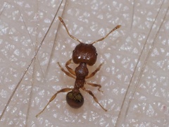 Pheidole bilimeki