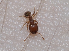 Pheidole bilimeki