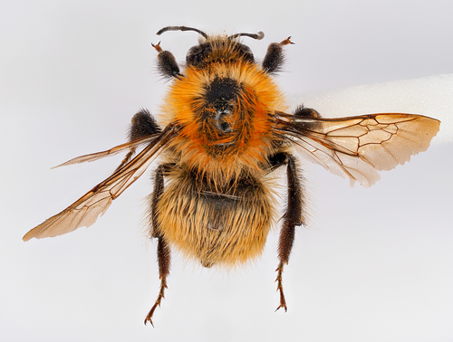 Moss Carder bee