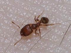 Pheidole bilimeki