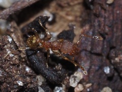 Pheidole bilimeki