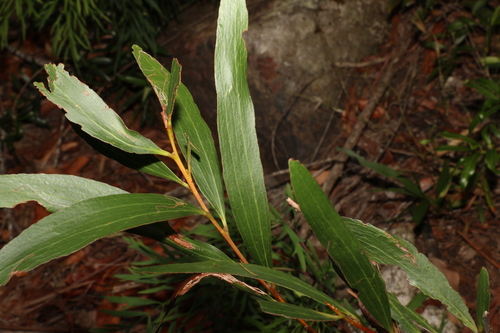 Image of Acacia obtusifolia by (c) Greg Tasney, some rights reserved (CC BY-SA)