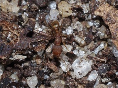 Pheidole bilimeki