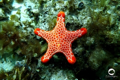 Pentagonaster duebeni
