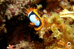 Chromodoris westraliensis
