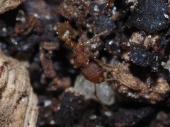 Pheidole bilimeki
