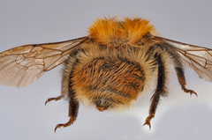 Bombus muscorum