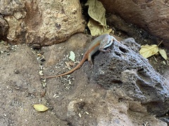 Trachylepis quinquetaeniata