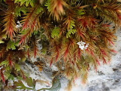 Orthothecium rufescens