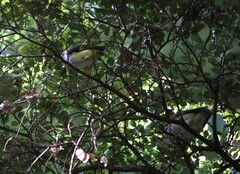 Acanthisitta chloris