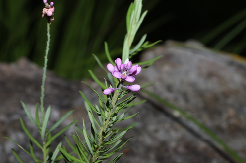 Comesperma esulifolium (Comesperma esulifolium)