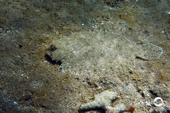 Pseudorhombus jenynsii