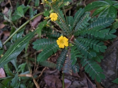 Biophytum sensitivum