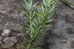 Comesperma esulifolium