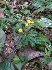 Biophytum sensitivum