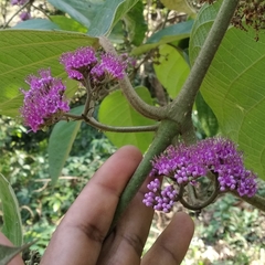 Callicarpa