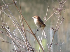 Lanius bucephalus