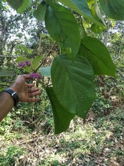 Callicarpa