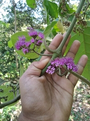 Callicarpa