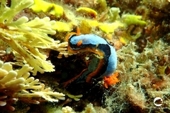 Chromodoris westraliensis