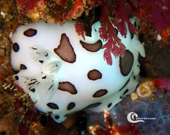 Peltodoris atromaculata