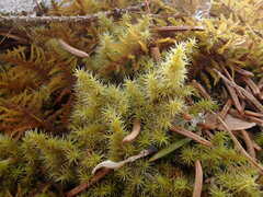 Racomitrium canescens