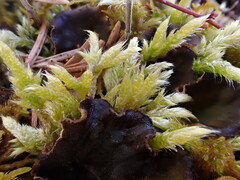 Brachythecium glareosum