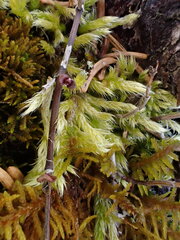 Brachythecium glareosum