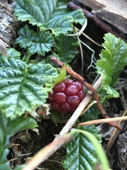 Rubus geoides