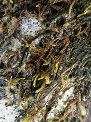 Microhypnum sauteri