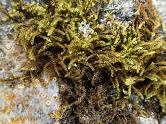 Microhypnum sauteri
