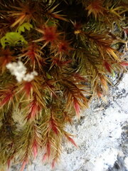 Orthothecium rufescens