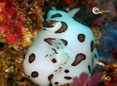 Peltodoris atromaculata