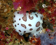 Peltodoris atromaculata