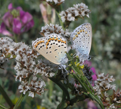 Goniolimon speciosum