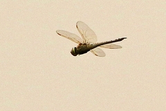 Anax ephippiger