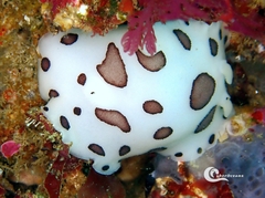 Peltodoris atromaculata