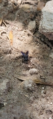 Astata