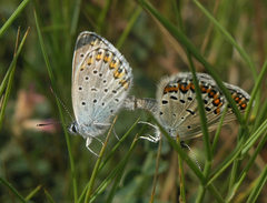 Plebejus idas idas