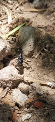 Astata