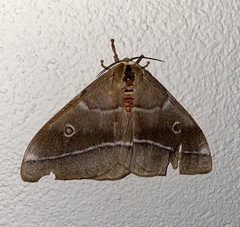 Gonimbrasia belina