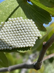 Gonimbrasia belina