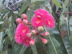 Corymbia ptychocarpa