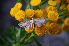 Eupithecia succenturiata