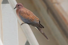 Streptopelia senegalensis