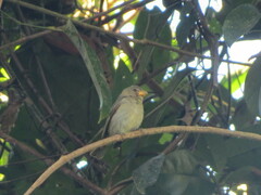 Sporophila schistacea