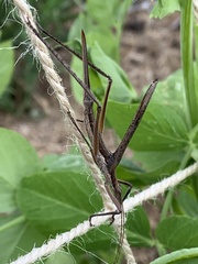 Zaprochilus australis